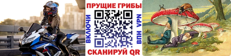 где продают   Тотьма  Псилоцибиновые грибы GOLDEN TEACHER 